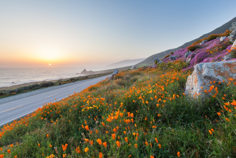 wild flowers and California coast in Big Sur