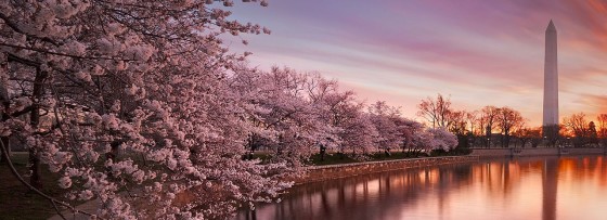 It’s Cherry Blossom Season In Washington D.C.
