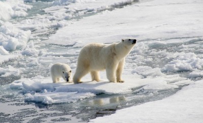 Polar Bear and Cub hunting seals