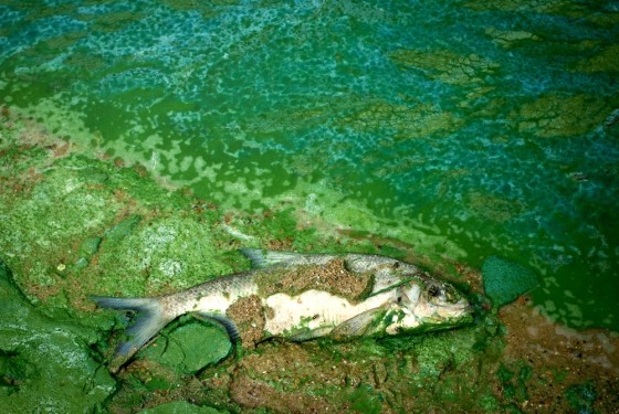 dead wild fish in polluted water in lake, nature series