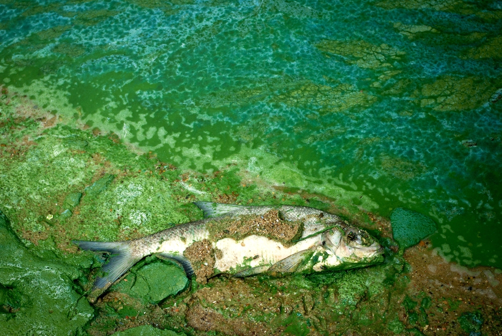 What Lurks Inside The World's Most Polluted Waterways?