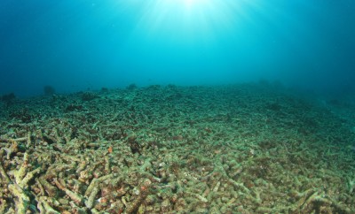 Dead coral in ocean, damaged by climate change, coral bleaching, global warming and overfishing