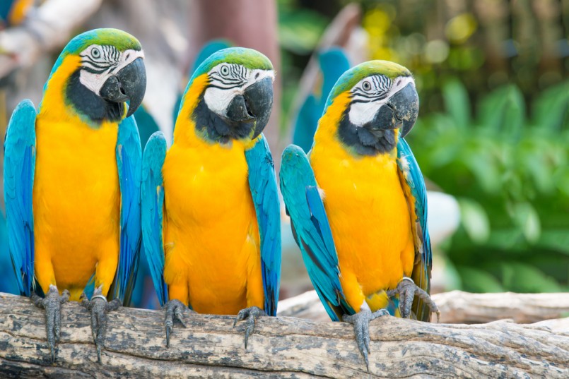 Blue and Gold Macaw in the forest