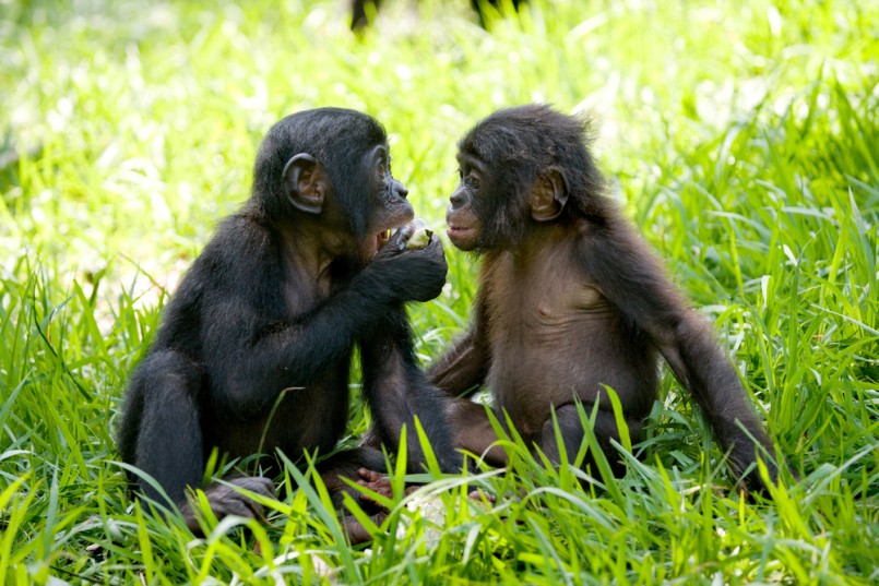Two baby Bonobo sitting on the grass. Democratic Republic of Congo. Lola Ya BONOBO National Park. An excellent illustration