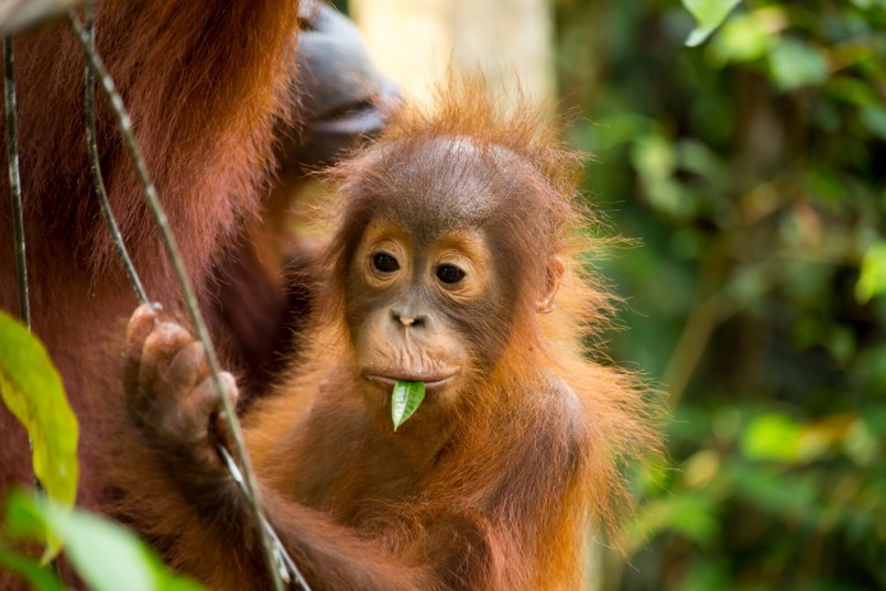 Wild baby and mother Orangutan eating young leaf in the forest of Borneo Indonesia