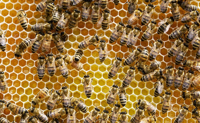 Hundreds of honeybees on a frame.