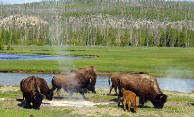 bison, yellowstone