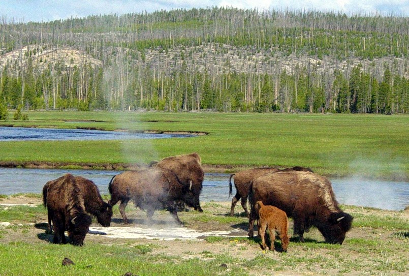 Bison_near_a_hot_spring_in_Yellowstone