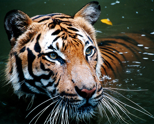 Tiger_in_the_water