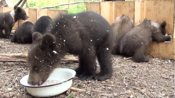 Watch these adorable orphaned bear cubs enjoy meal time