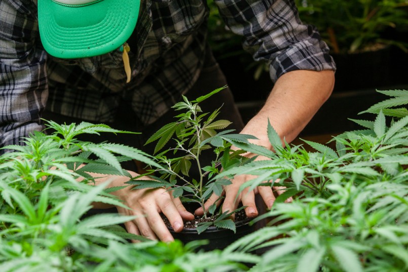 a farmer puts his marijuana plant into soil