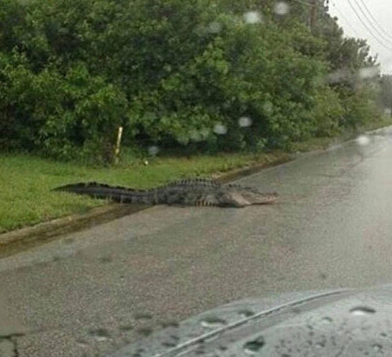 flood alligator crocodile