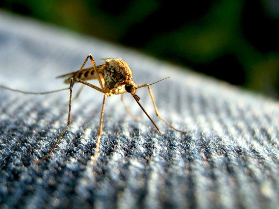 Zika protection can now be found in your clothing