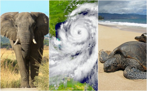 Planet roundup: Elephants, hurricanes and more