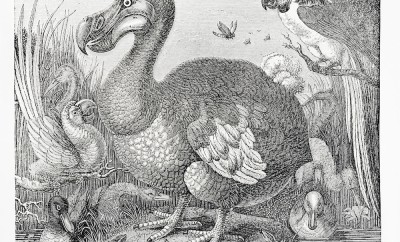 Engraving of dodo surrounded by parrots and ducks, from knight's pictorial museum of animated nature, published 1844