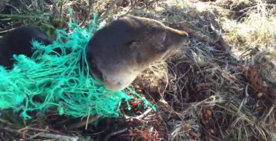 Baby seal rescued from fishing net