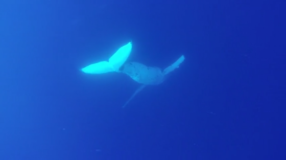 Swimmer in Tonga has close encounter with humpback whales