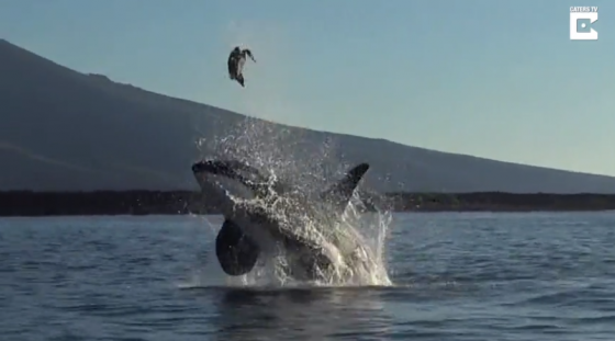 This orca plays with a turtle…or food?