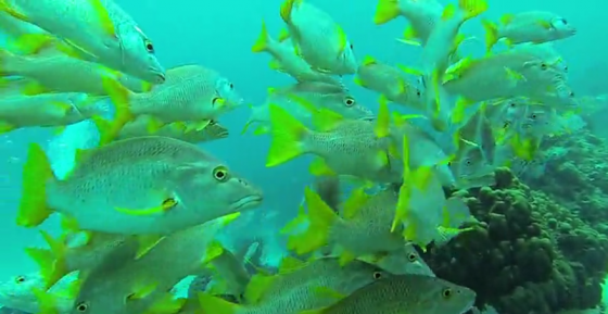 Diver swimming through colorful fish creates beautiful effect