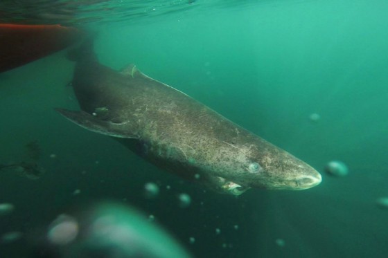 Ancient Greenland sharks could hold the secret to longevity