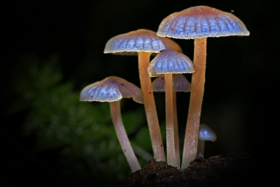 Luminescent mushrooms glowing in the dark of the Ranomafana rainforest of Madagascar