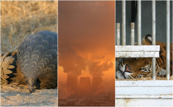 Planet roundup: Rescued animals, polluted air and more