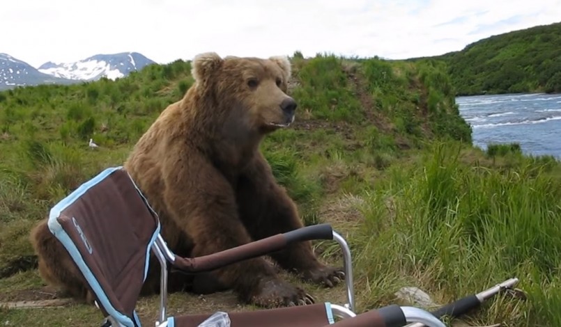 bear-camper