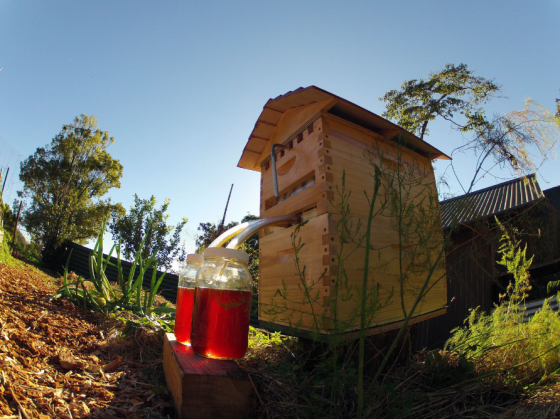A way to make honey that won’t disturb the bees