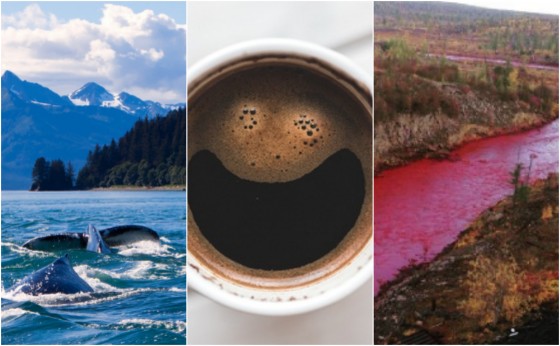 Planet roundup: Coffee, humpback whales and more