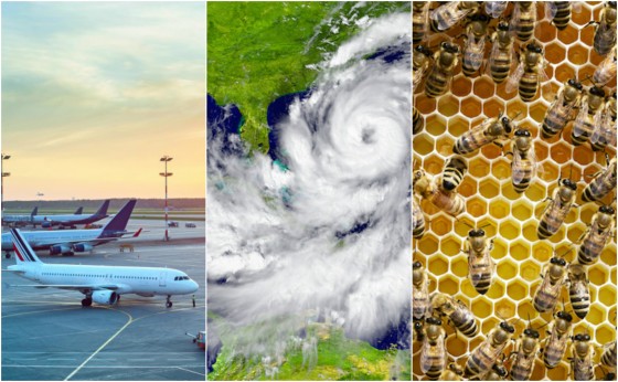 Planet roundup: Airplanes, bees and more