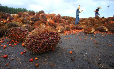 Palm Oil Industry