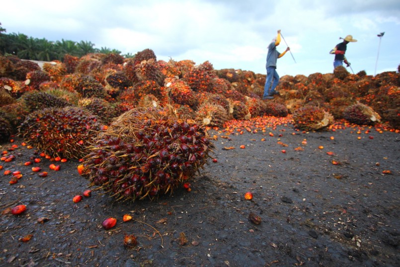 Palm Oil Industry