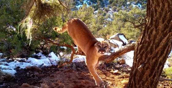 Footage shows trapped cougar heroically freed in Utah