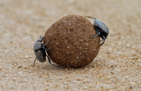 Two Dung Beetles on ball of elephant dung in Pilansburg national park