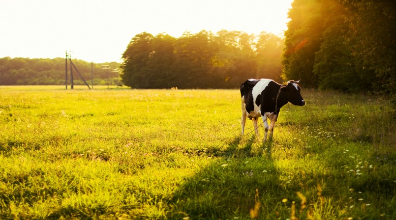 Cow on green grass and evening sky with light