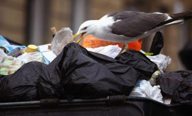 bird eating trash garbage waste