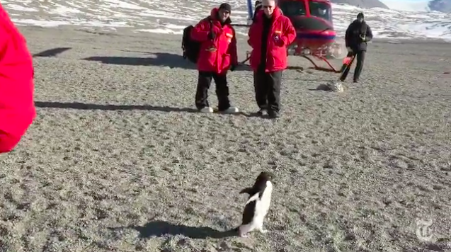 arctic scientists watching penguin running