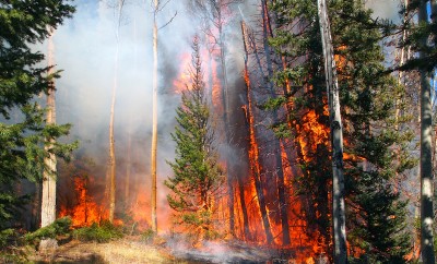 A wildfire burns in a fir and aspen forest, Gatlinburg, Smoky Mountain wildfires