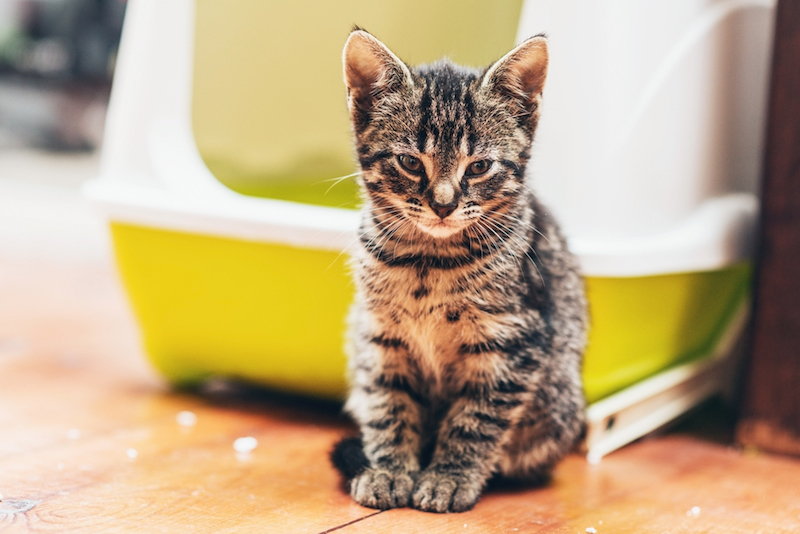 Adorable brown European kitten looking at camera while sitting on the wooden parquet floor in front of a plastic yellow and white covered litter box or bed for cats kept indoors