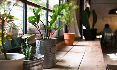 A small plant pot displayed in the window