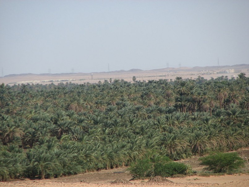 Sudan Trees