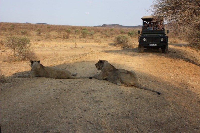lions-laying-on-desert-african-safari-moseltha-bush-camp