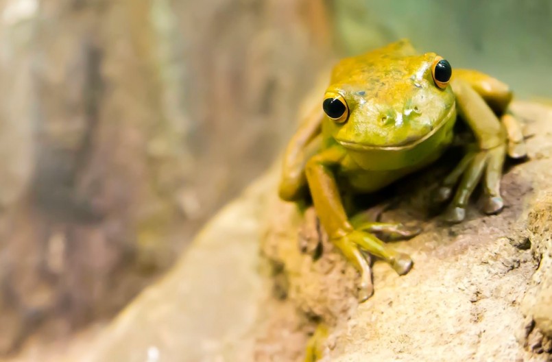 Frog-on-rock