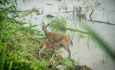 Baby deer and its mother during the flooding in Texas during Hurricane Harvey